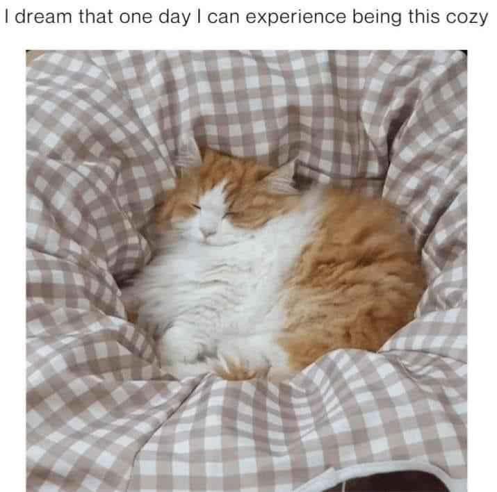 20 Bottom Shelf Memes that are out of this World 4 Experience being this cozy