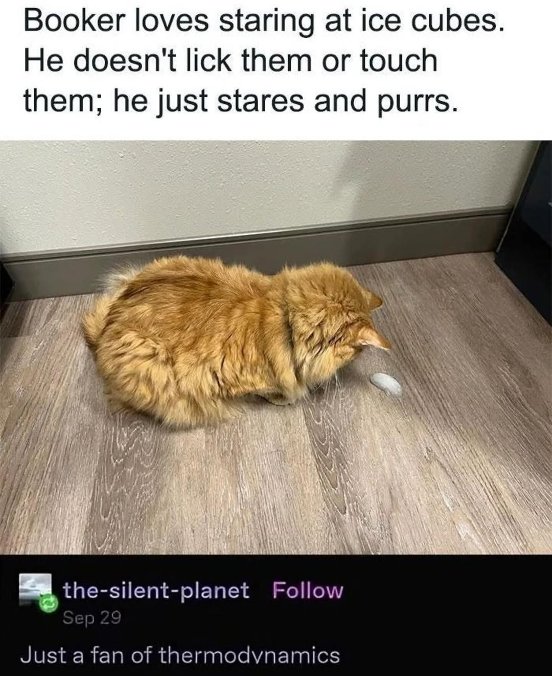 20 Ridiculous Animal Memes That Are Better Than Watching the News 4 Fan of thermodynamics - Ridiculous Animal Memes
