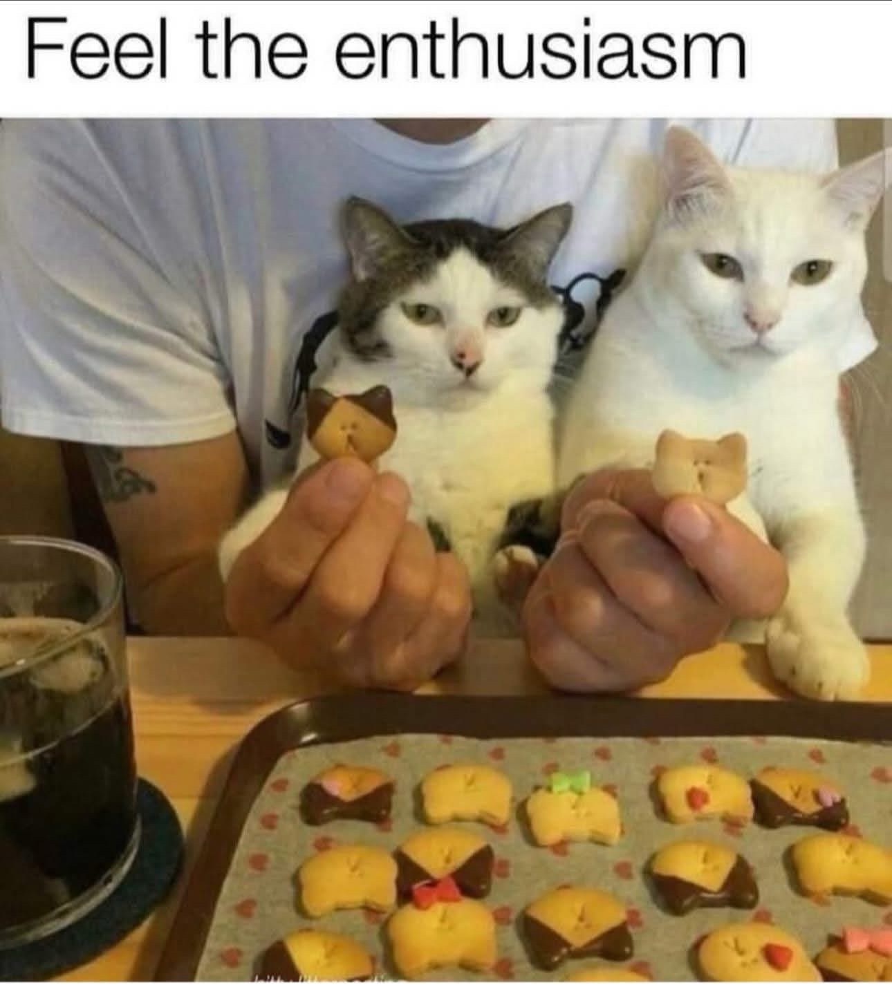 25 Hilarious Cat Memes To Start Your 2026 Off Right! 2 Feel the enthu