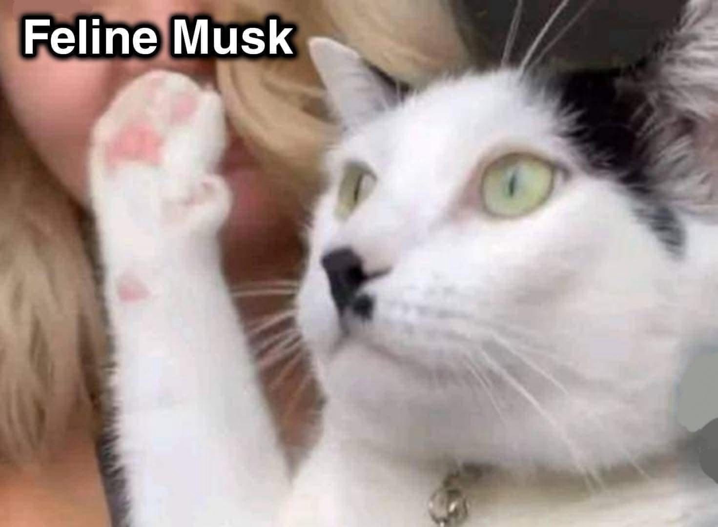 20 Memes So Random They Deserve Their Own Conspiracy Theory 4 Feline musk