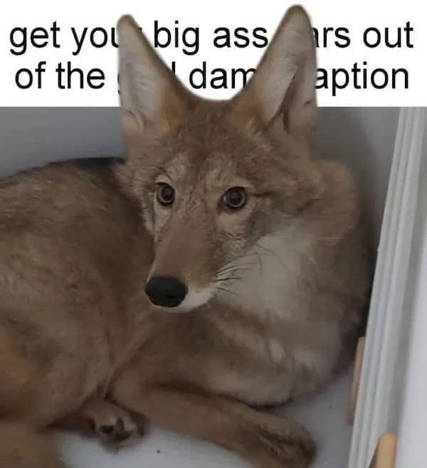20 Memes That Are as Random as Life Itself 9 Get your