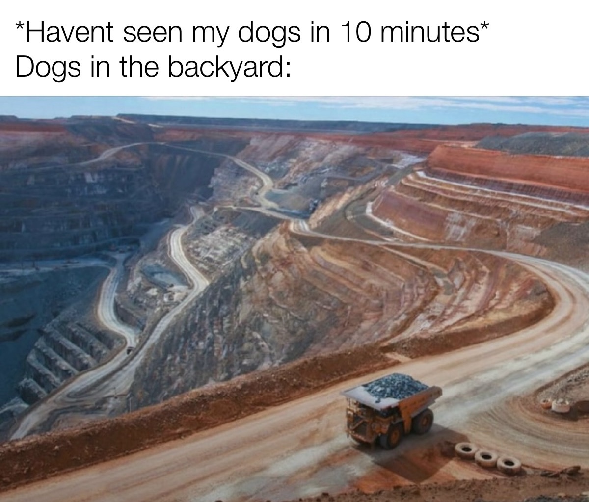 20 Memes That Are the Digital Equivalent of Tripping Over Air 9 Havent seen my dogs