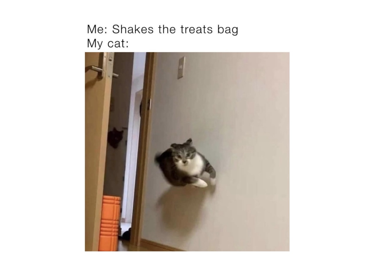 Hilarious Cat Memes To Start Your 2026 Off Right