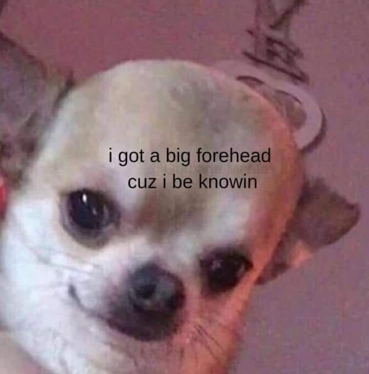20 Memes That Are Pure Chaos in JPEG Form 8 I got a big forehead