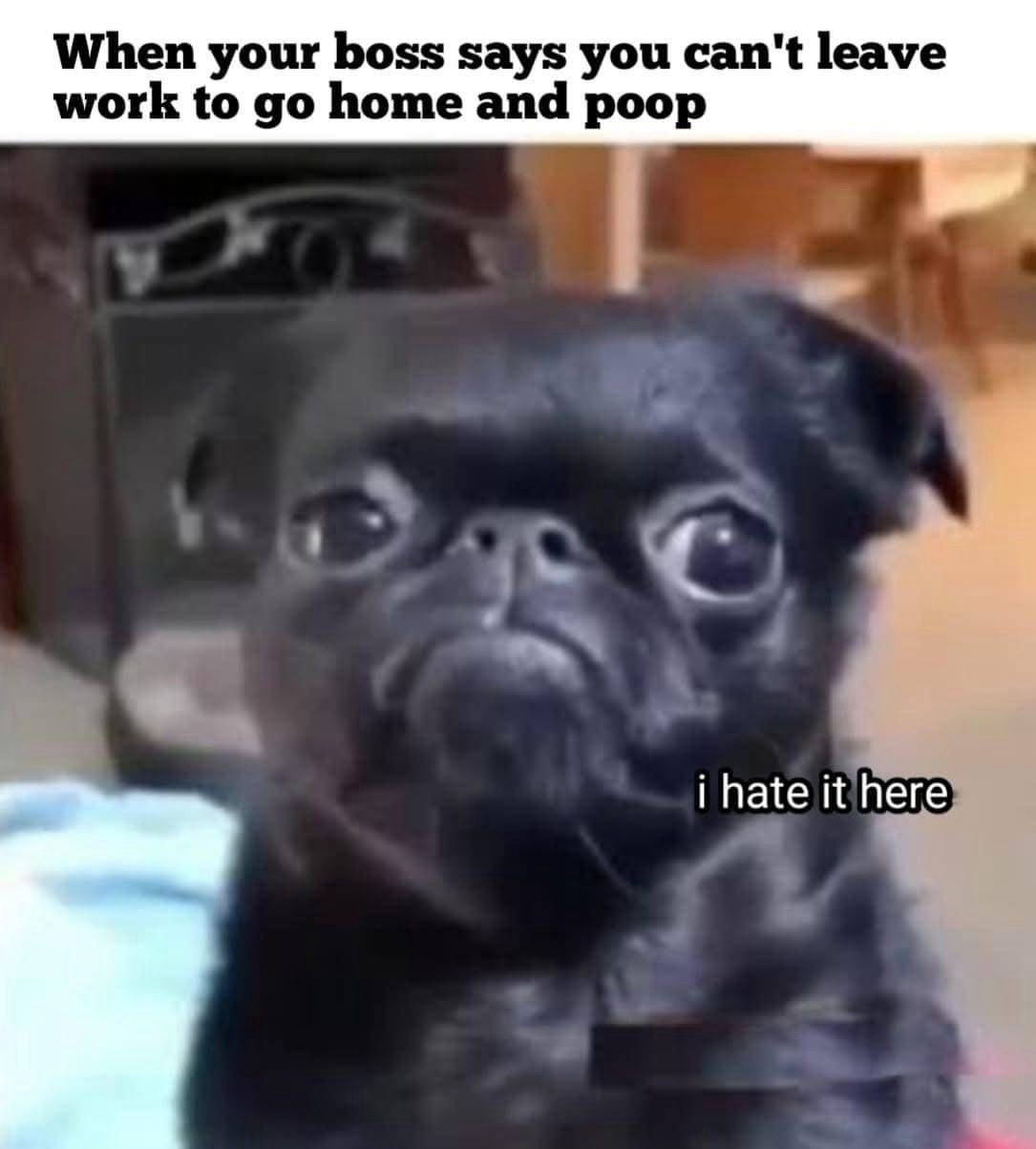 20 Memes That Are Basically a Masterpiece of Digital Nonsense 11 I hate it here