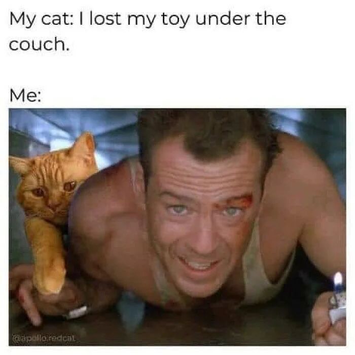 20 Ridiculous Animal Memes That Are Better Than Watching the News 7 I lost my toy - Ridiculous Animal Memes