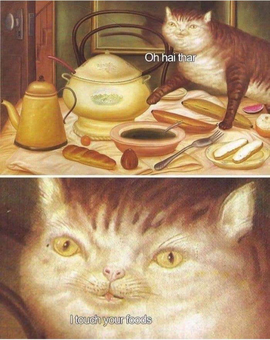 25 Hilarious Cat Memes To Start Your 2026 Off Right! 5 I touch your foods