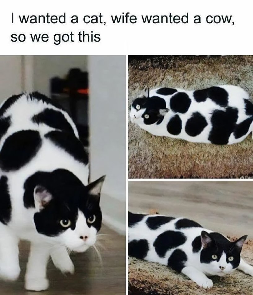 20 Ridiculous Animal Memes That Are Better Than Watching the News 9 I wanted a cat - Ridiculous Animal Memes