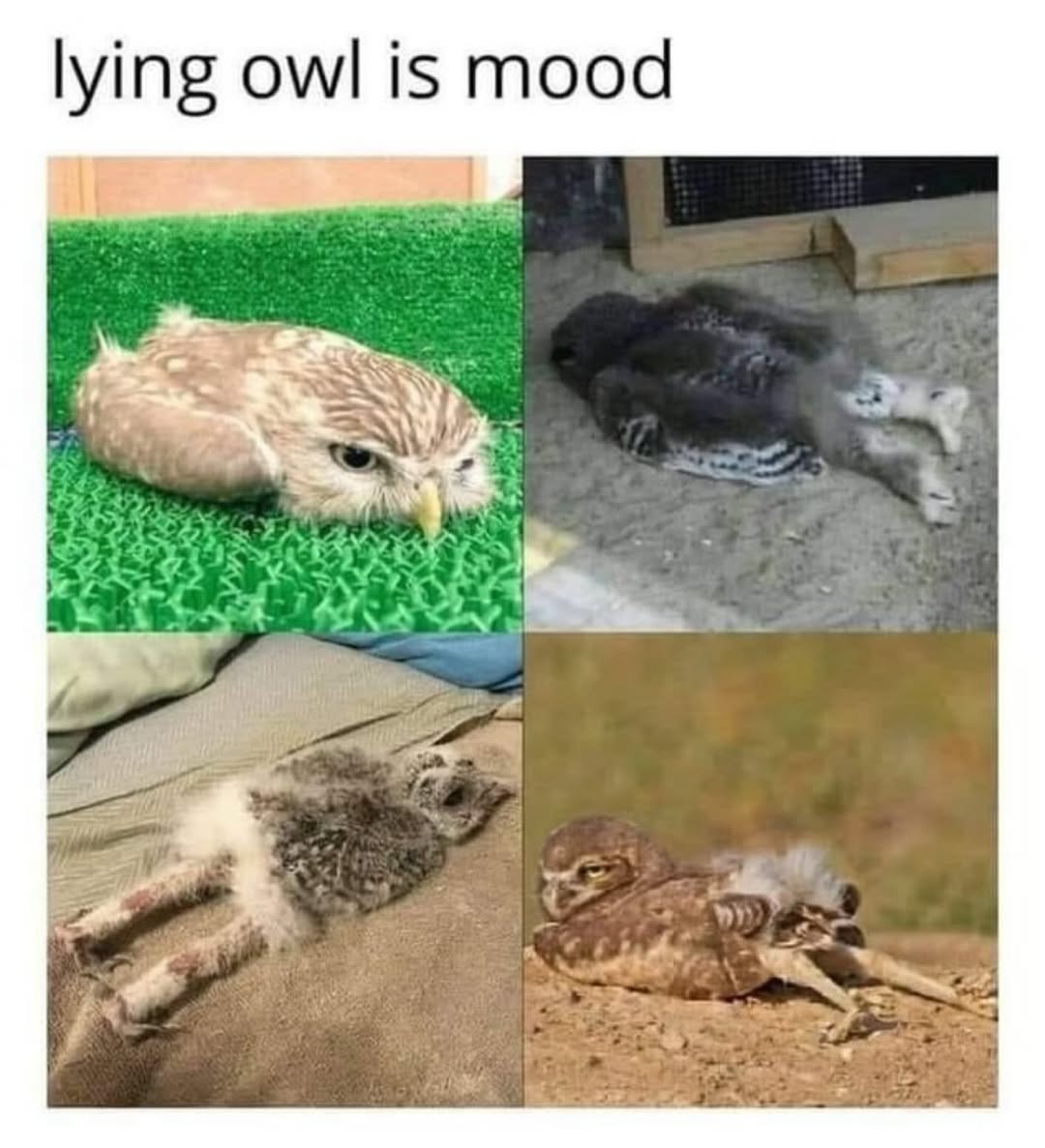 20 Ridiculous Animal Memes That Are Better Than Watching the News 11 Lying owl is mood - Ridiculous Animal Memes