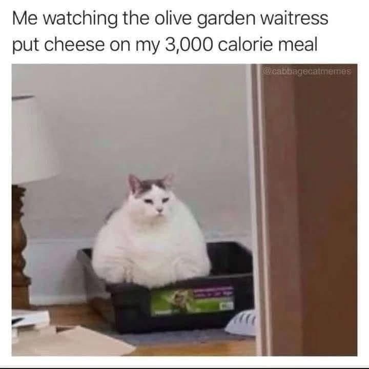 25 Hilarious Cat Memes To Start Your 2026 Off Right! 7 Me watching olive garden