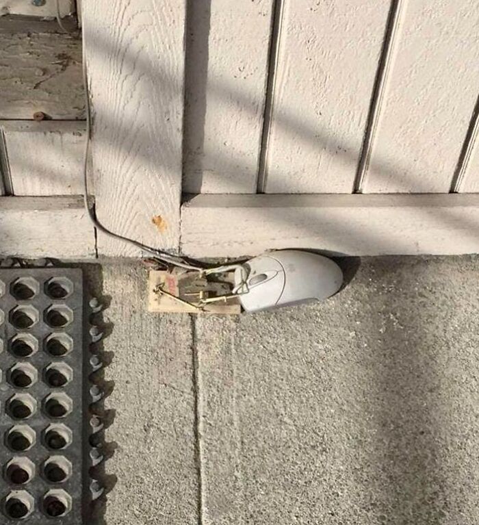35 Funniest "Things In Places Where It Shouldn't Be" Memes 35 Mouse trap