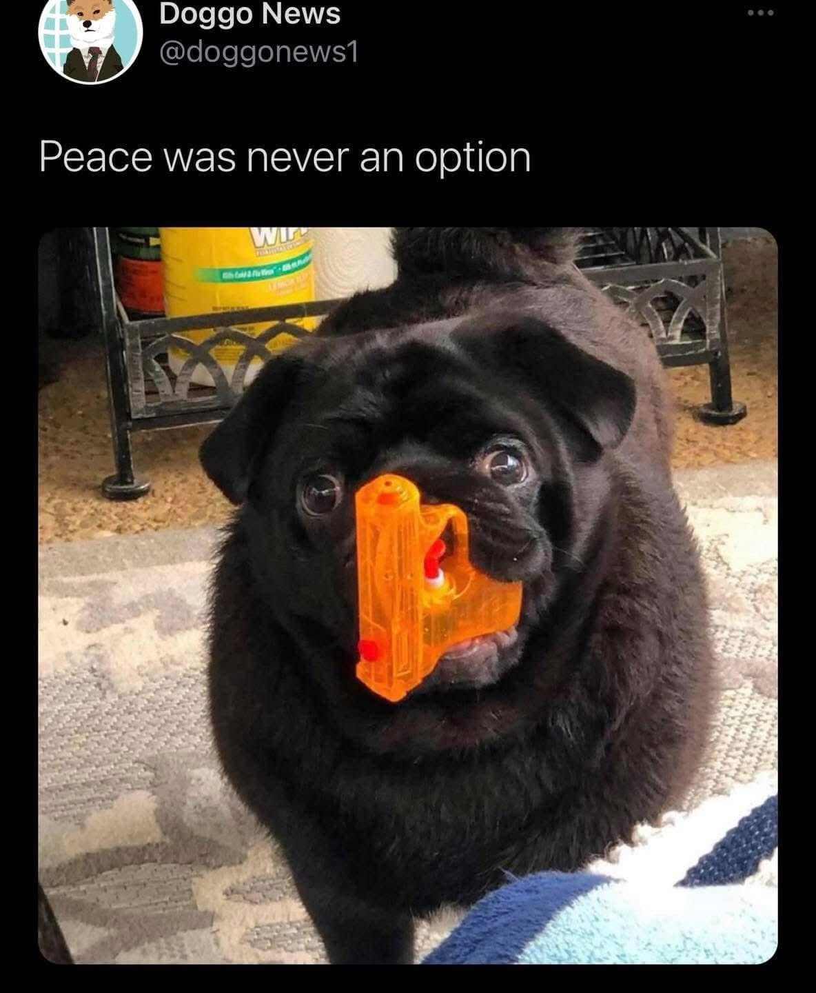 20 Memes So Random They Deserve Their Own Conspiracy Theory 13 Peace was never an option