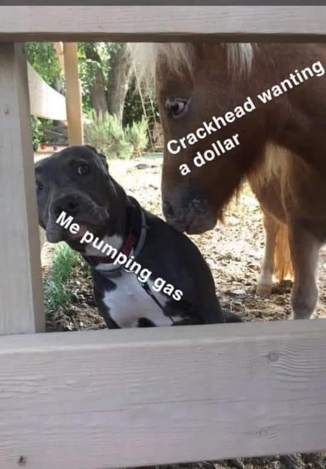 20 Memes That’ll Make You Laugh, Then Think, Then Laugh Again 9 Pumping gas