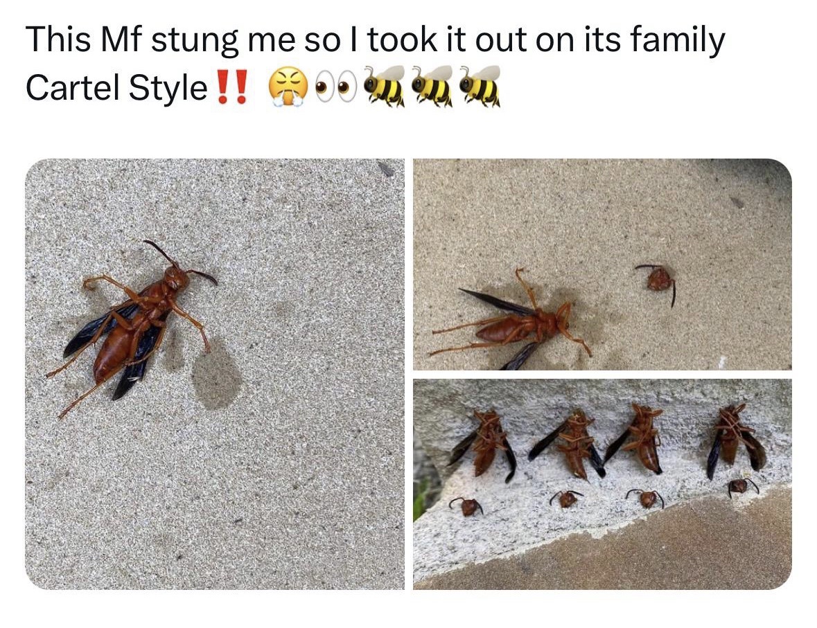 20 Memes That Are Like Finding Gold in the Internet’s Dumpster 13 Stung me