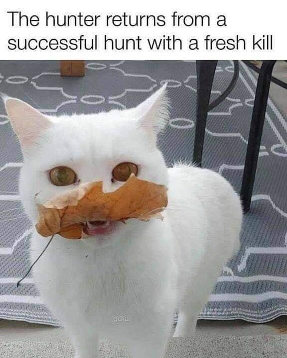 25 Hilarious Cat Memes To Start Your 2026 Off Right! 11 The hunter returns