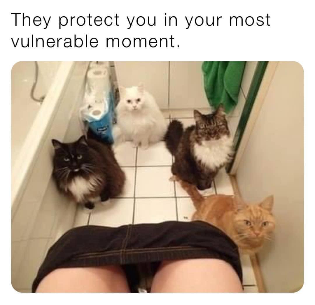 25 Hilarious Cat Memes To Start Your 2026 Off Right! 21 They protect you