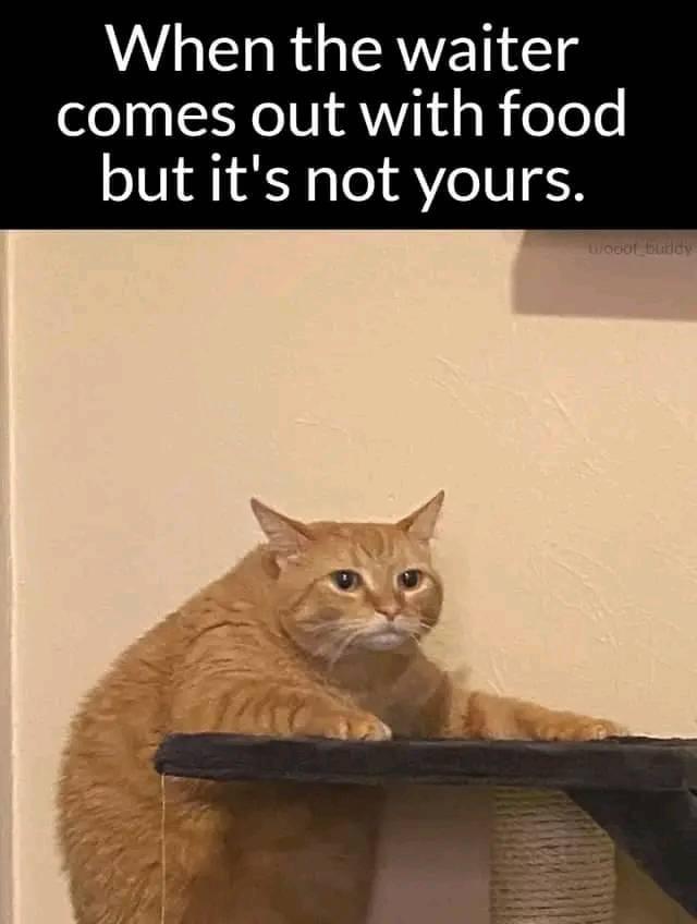 25 Hilarious Cat Memes To Start Your 2026 Off Right! 23 Waiter comes out with food