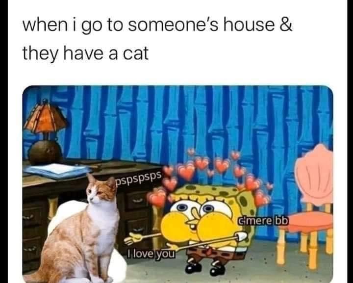 25 Hilarious Cat Memes To Start Your 2026 Off Right! 25 When I go to someones house