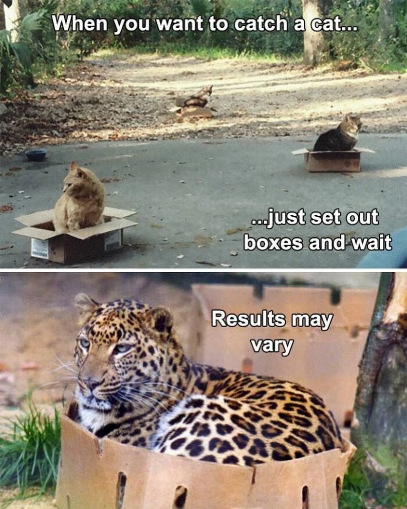 20 Ridiculous Animal Memes That Are Better Than Watching the News 19 When you want to catch a cat - Ridiculous Animal Memes