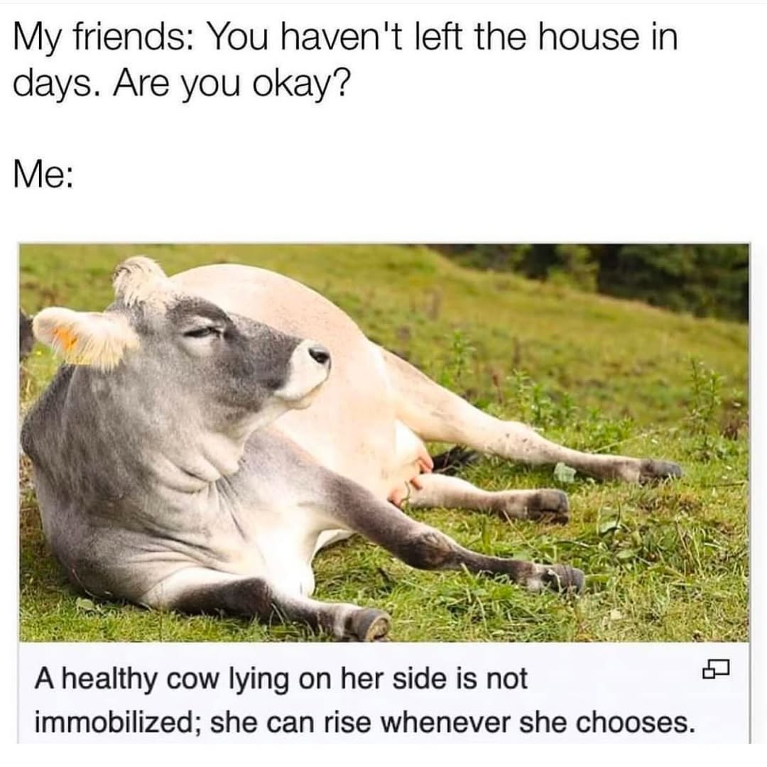 20 Ridiculous Animal Memes That Are Better Than Watching the News 20 You havent left the house - Ridiculous Animal Memes