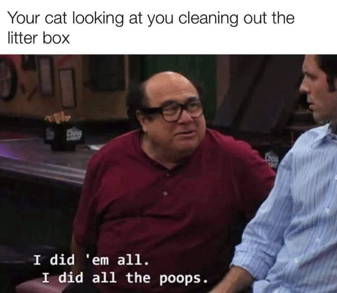20 Memes That Smell Like Chaos and Taste Like Laughter 28 Your cat looking at you