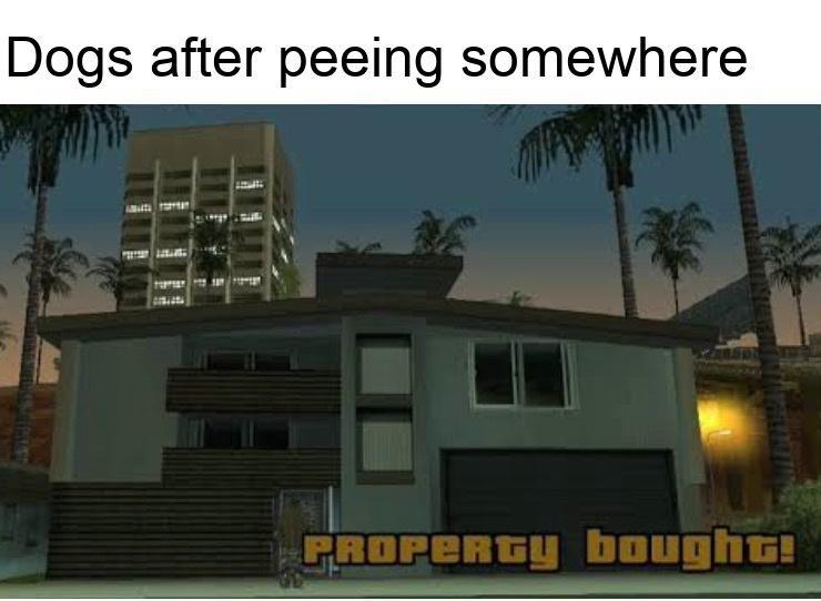 30 Memes That Turn Laughter Up to Eleven 27 dogs after peeing