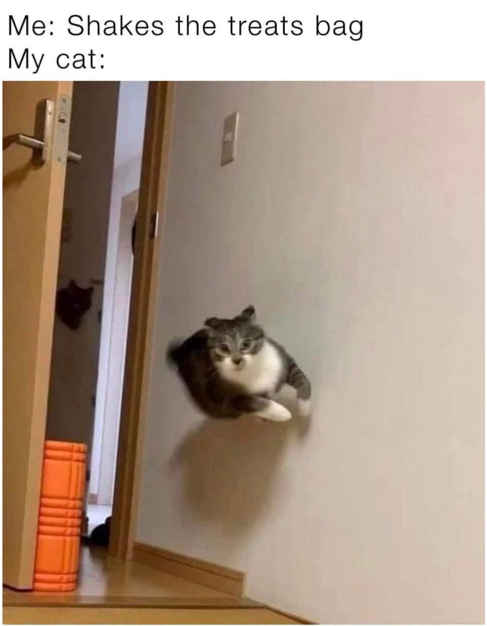 25 Hilarious Cat Memes To Start Your 2026 Off Right! 3 When I go to someones house