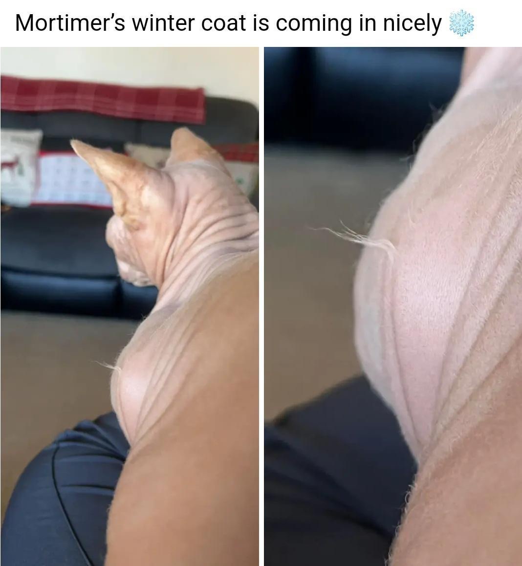 20 Memes That Are So Unpredictable, They Might Just Be Magic 9 inter coat