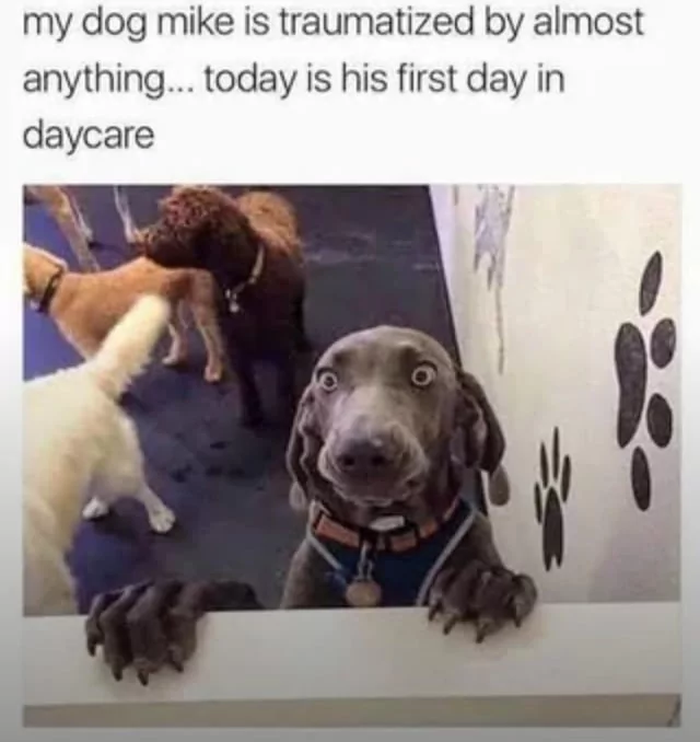 30 Trauma Memes to Make You Laugh Through the Pain 28 Dog mike is traumatised