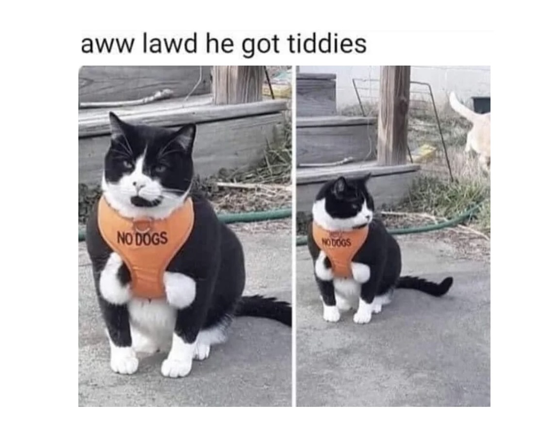 Foolish Cat Memes - FG.jpeg