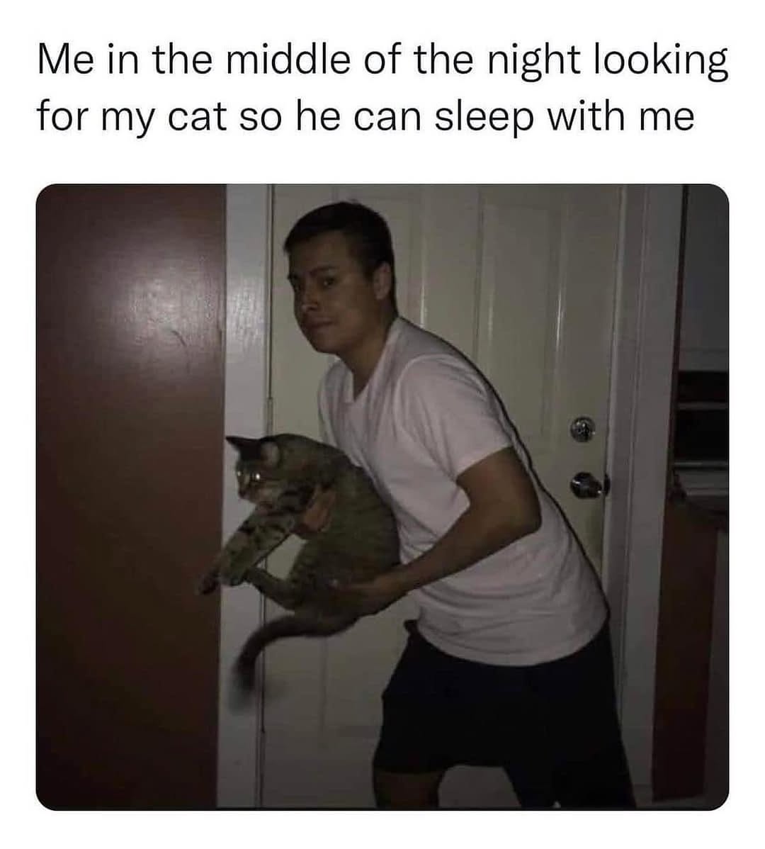 Me in the middle of night - Foolish Cat Memes