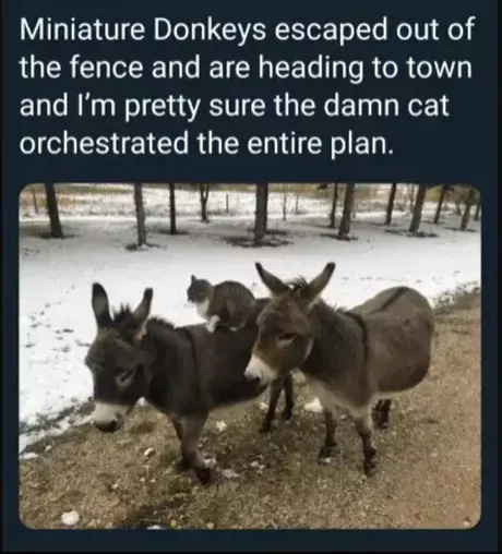 Miniature donkeys escaped