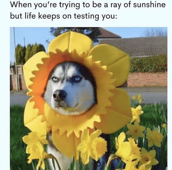 Ray of sunshine