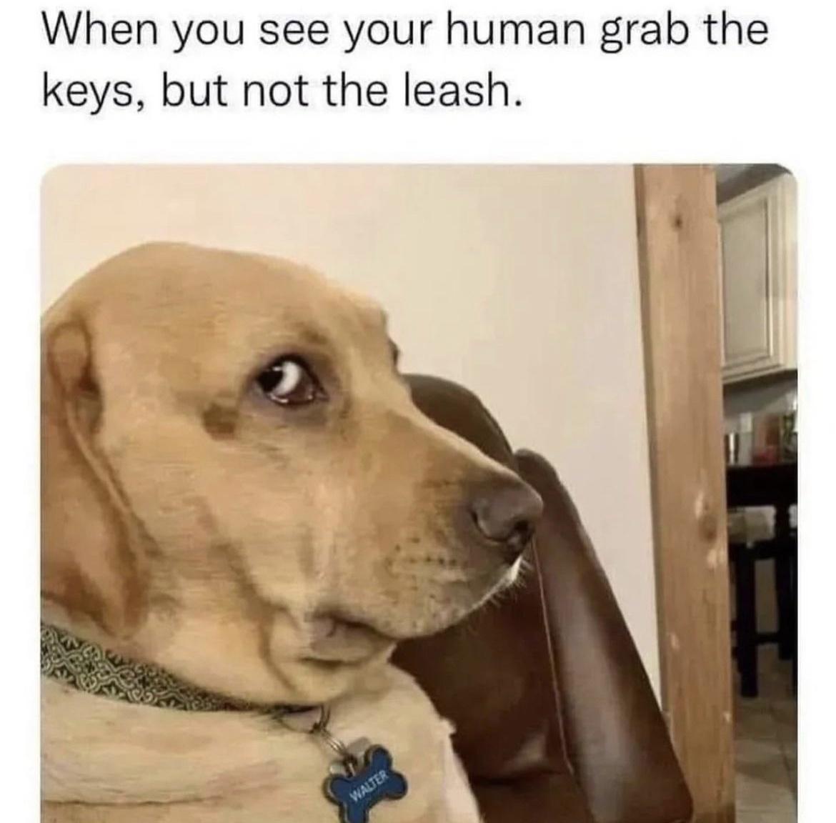 See your human