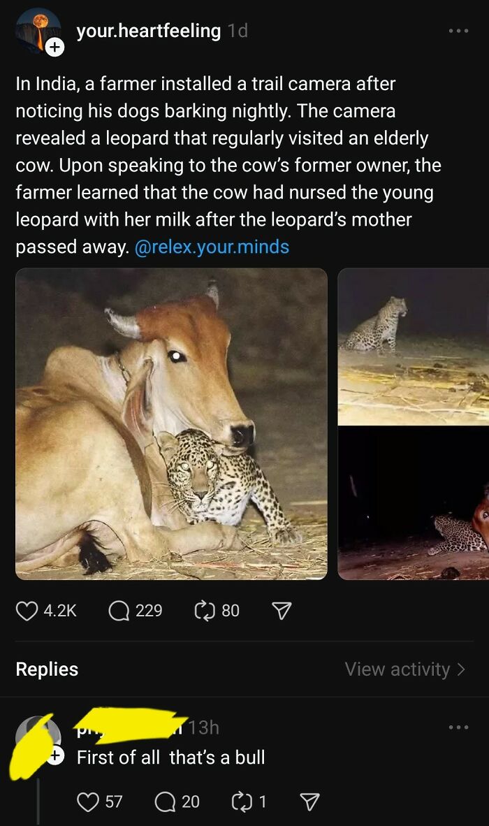 Thats a bull