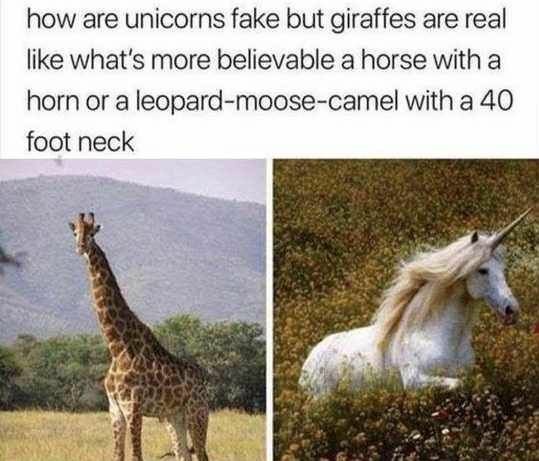 20 Memes That Belong in a Museum of Randomness 19 Whats more believable