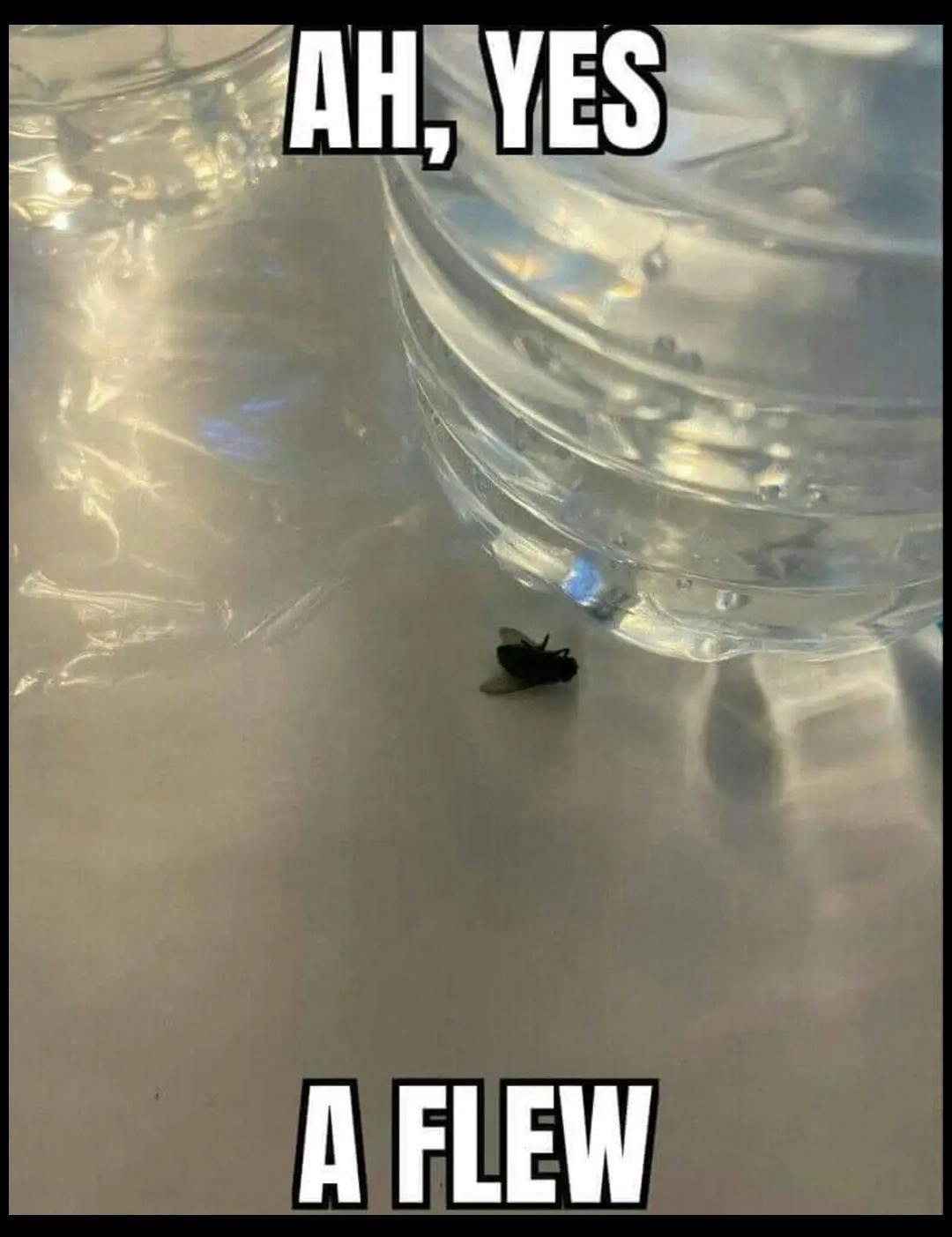 20 Memes You Weren’t Supposed to See… But Here We Are 1 A flew