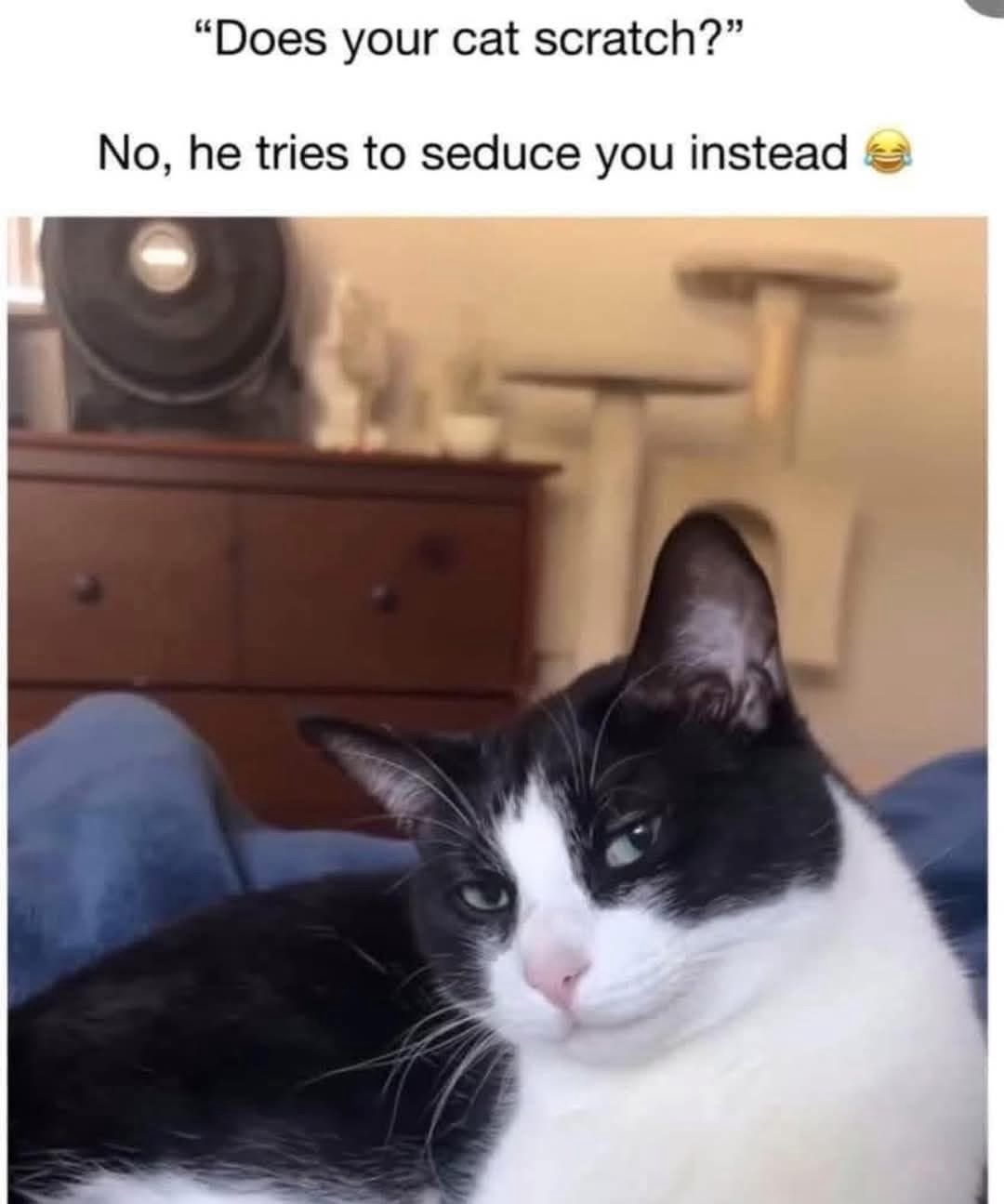 20 Memes That Are Just as Unpredictable as Life Itself 6 Does your cat scratch