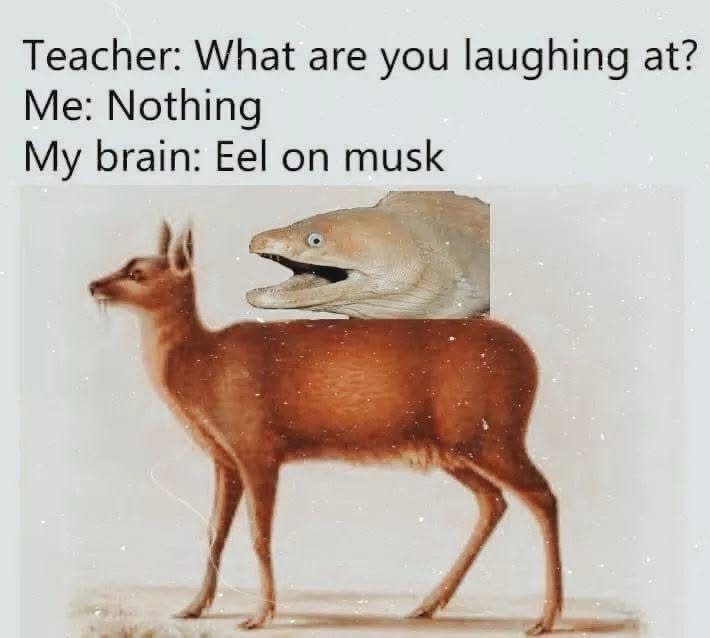 20 Memes That Are Just as Unpredictable as Life Itself 8 Eeel on musk