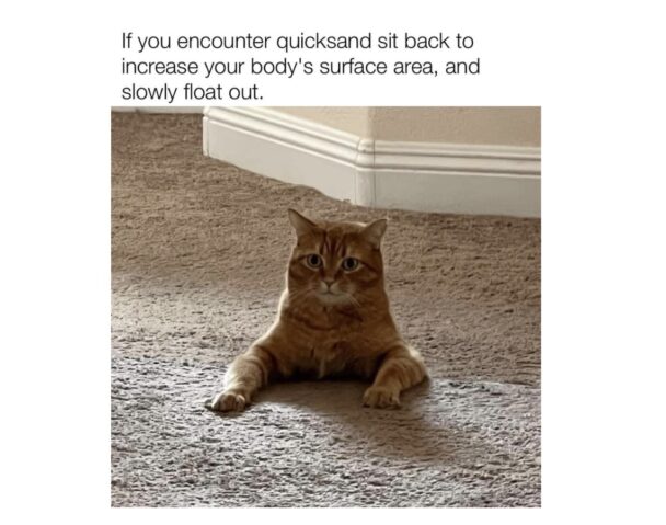 Epic Cat Memes That Are Purrfectly Designed to Distract You - FG