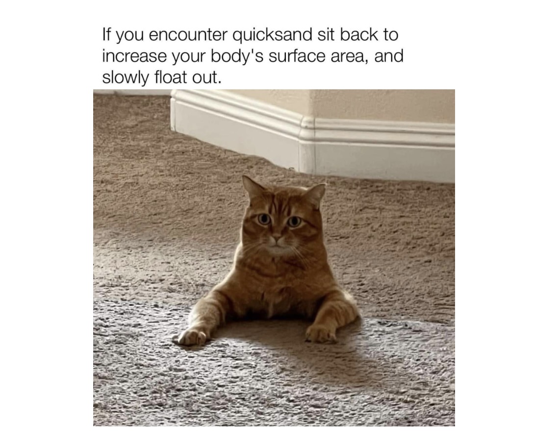 20 Epic Cat Memes That Are Purrfectly Designed to Distract You 1 Epic Cat Memes That Are Purrfectly Designed to Distract You - FG