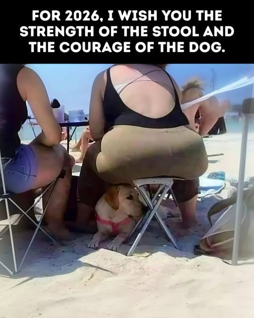 Uplifting Dog Memes That Will Fetch Your Smile