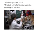 Funniest Animal Memes to Instantly Boost Your Mood - FG