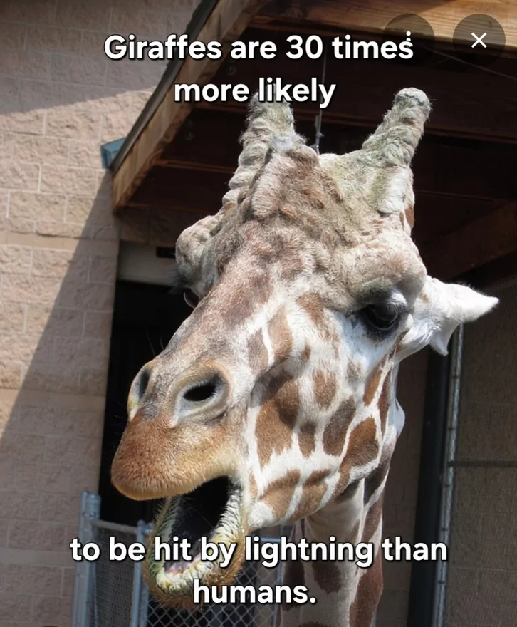 Girrafes are 30 times more likel