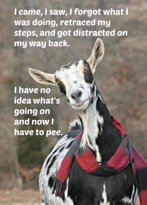 20 Memes That Will Confuse You First and Entertain You Later 6 I came I saw
