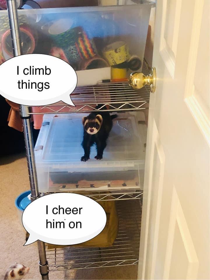 30 Funniest Animal Memes to Instantly Boost Your Mood 29 I climb things