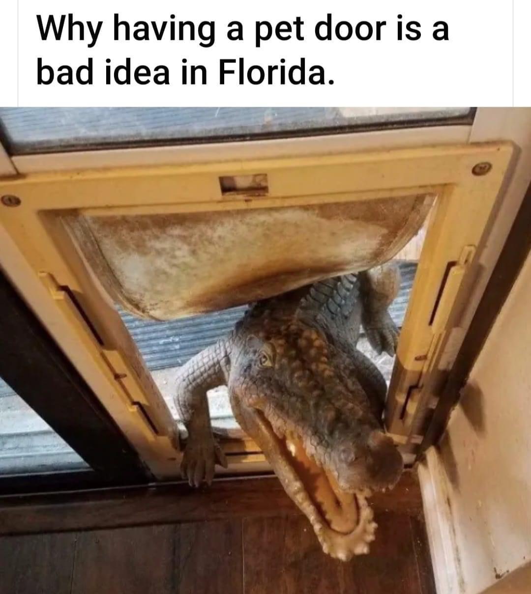 30 Memes That Will Make You Forget What You Were Doing 28 Pet door