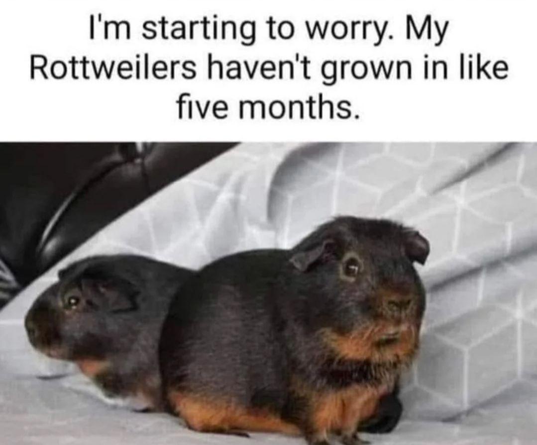 20 Memes That Were Mistaken for Trash but Are Actually Gold 16 Rottweilers havent grown
