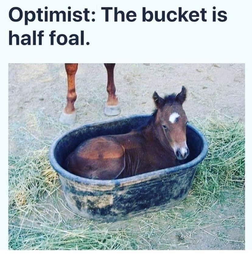 30 Funniest Animal Memes to Instantly Boost Your Mood 31 The budket is half