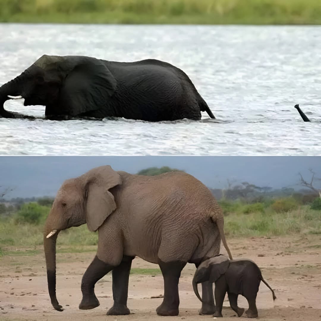 24 Science Memes That Break the Laws of Seriousness 19 Underwater elephant - Science Memes